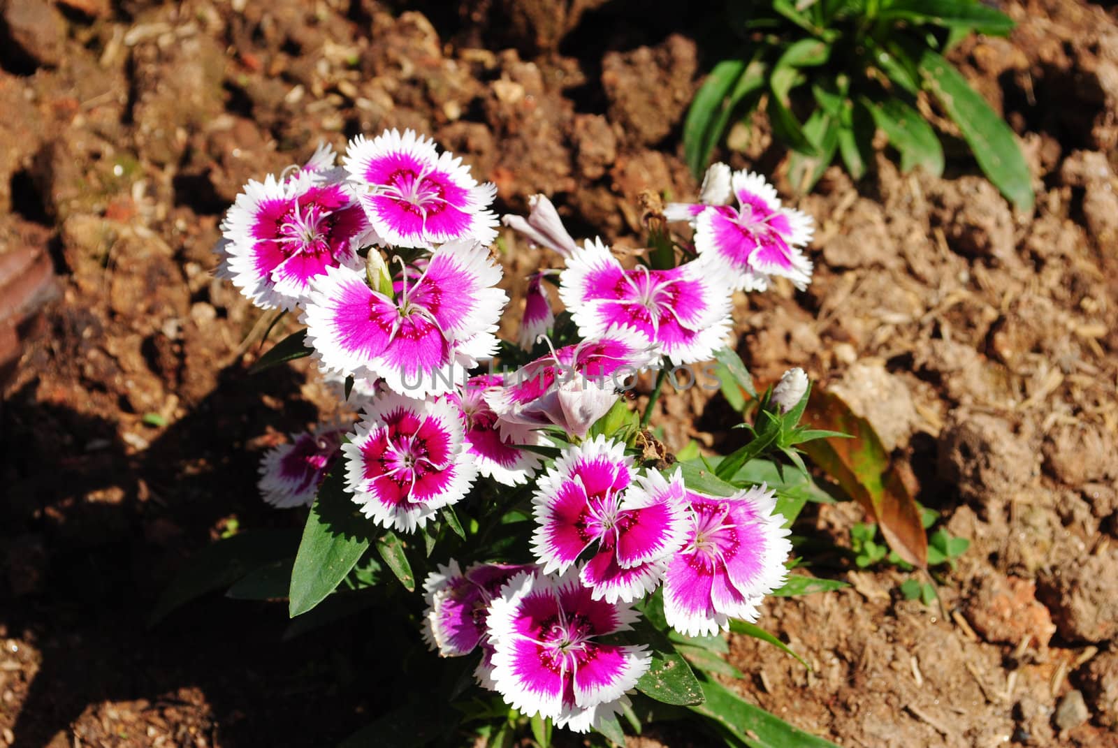 Beautiful Pink flower by jengit