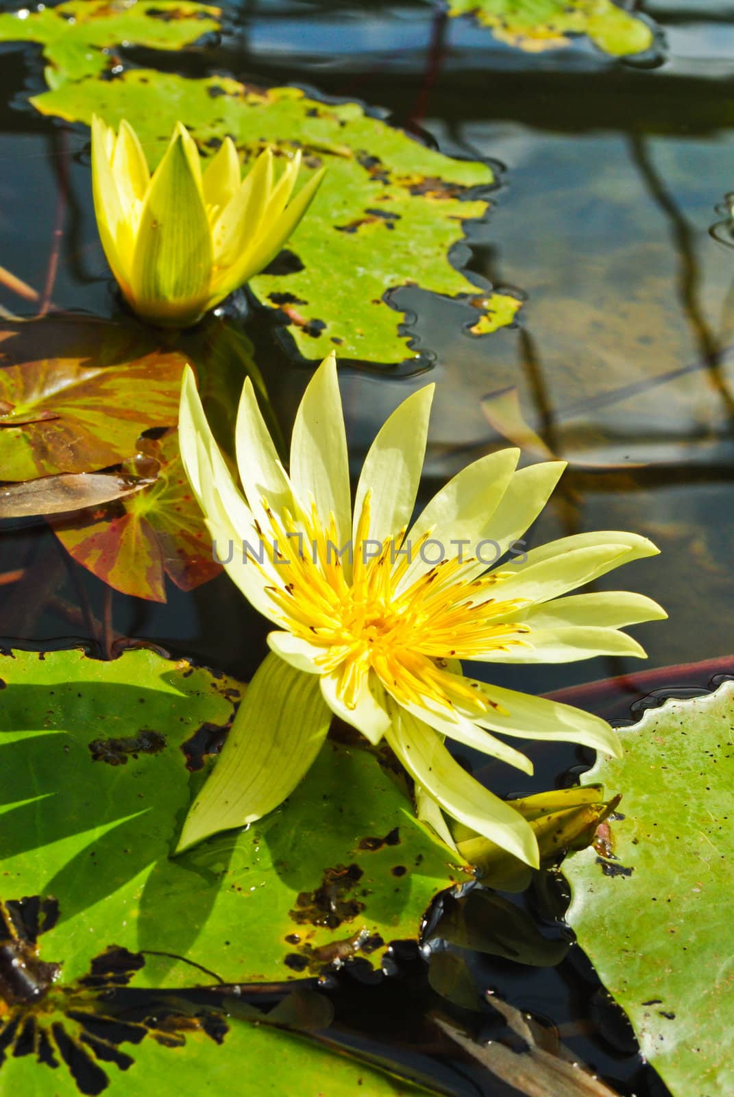 Water lily in the pond by jengit