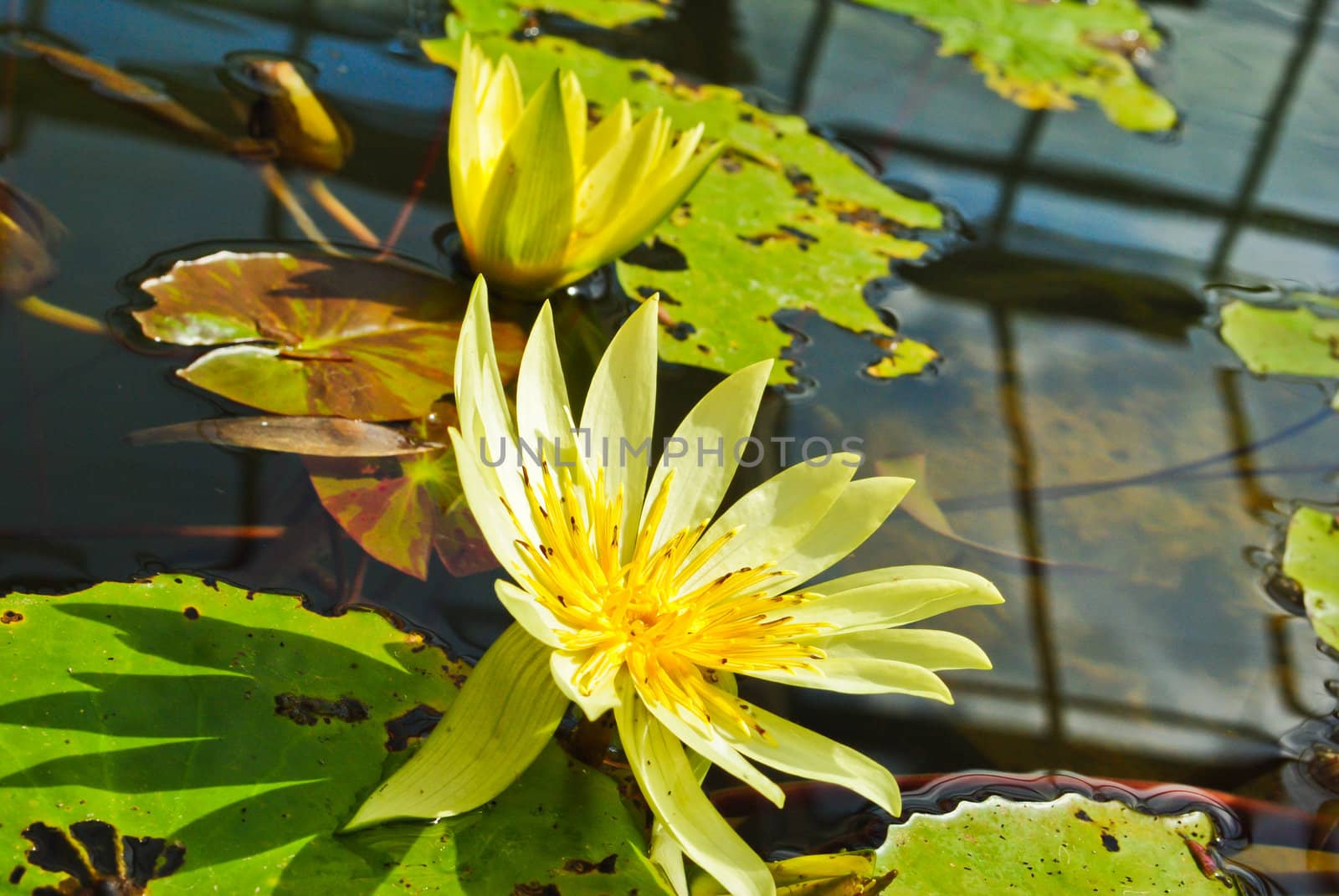 Water lily in the pond