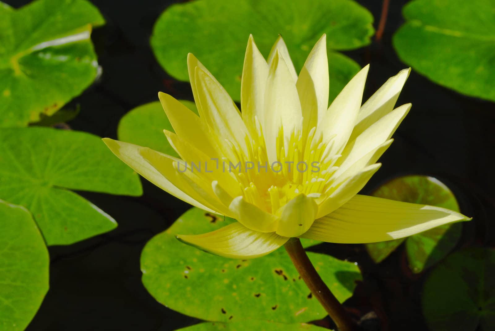 Water lily in the pond by jengit