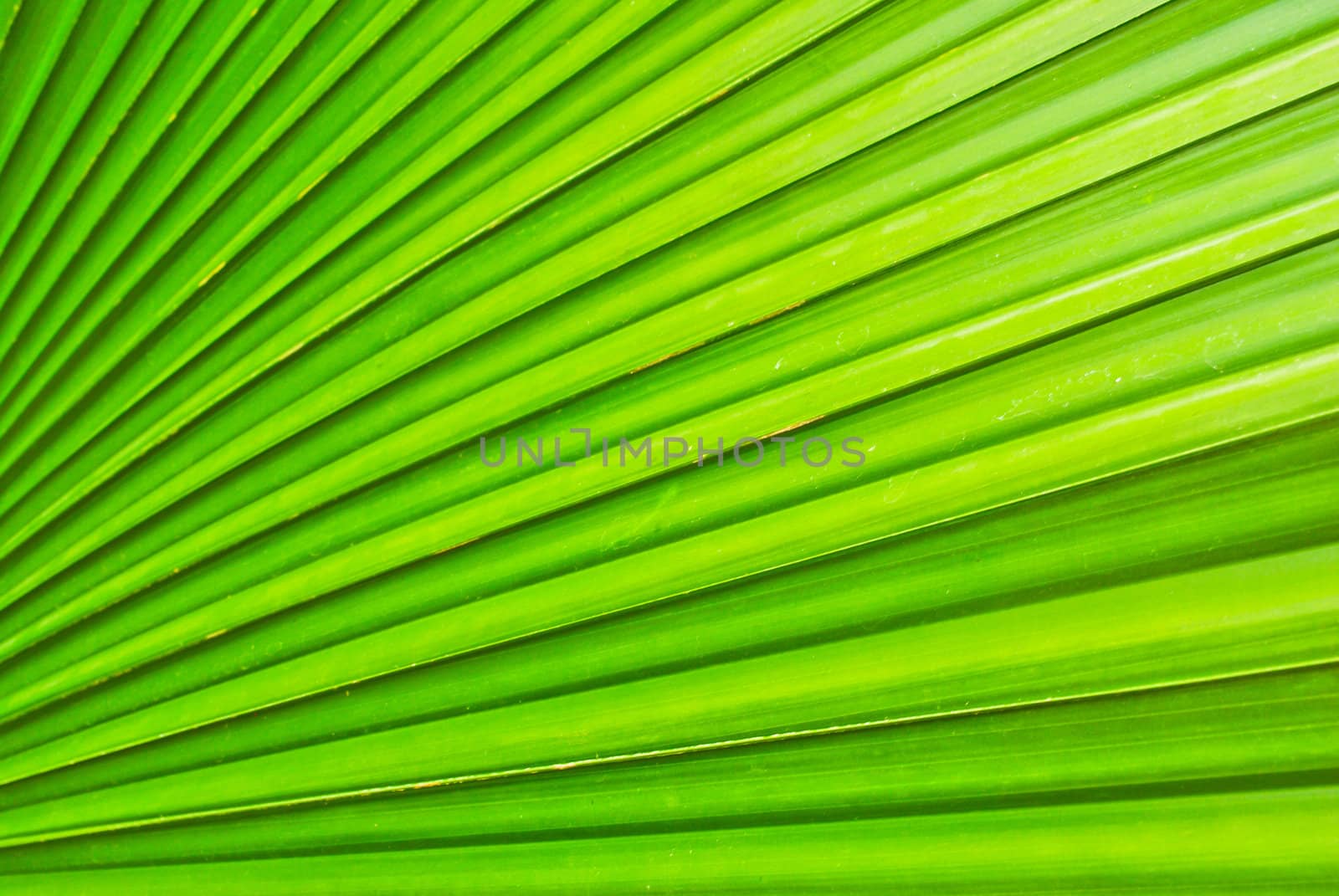 Green leaf background abstract