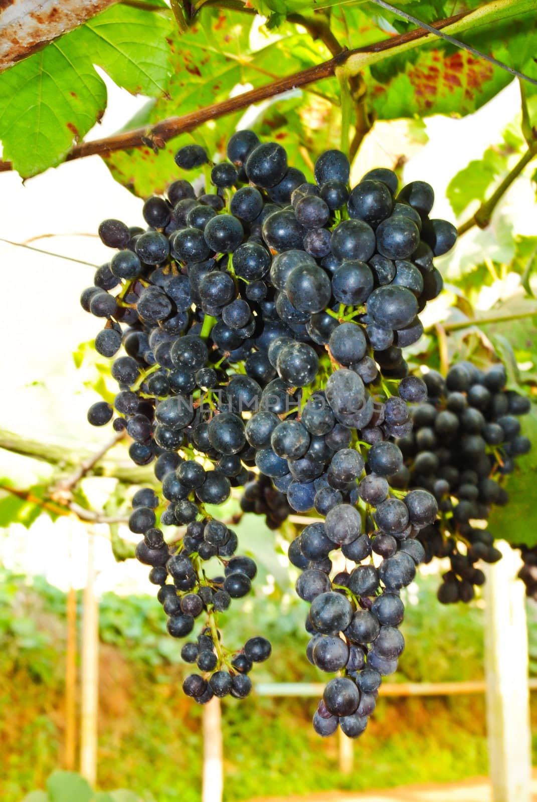 Bunches of fresh grapes