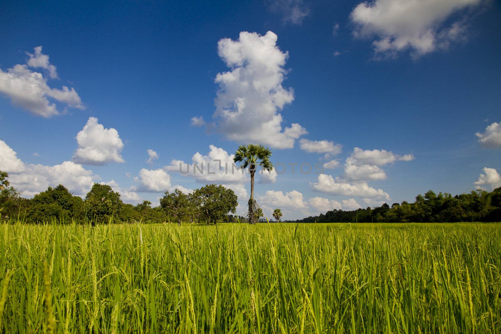 Palm tree in rice field
