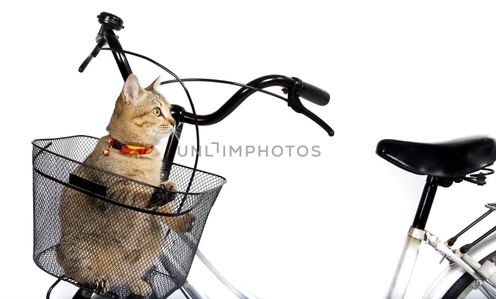 cat sitting in bicycle basket by tpfeller