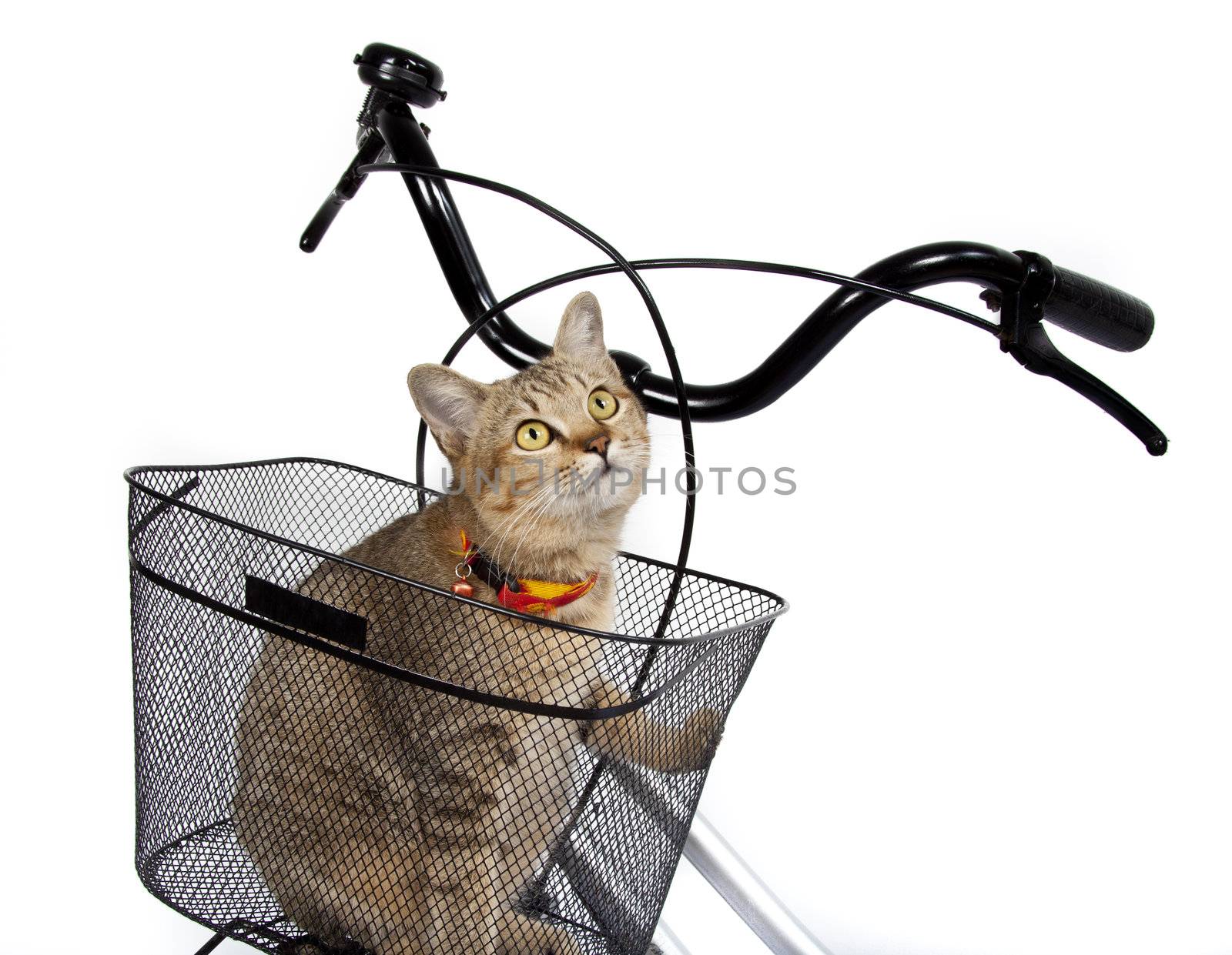 cat sitting in bicycle basket by tpfeller