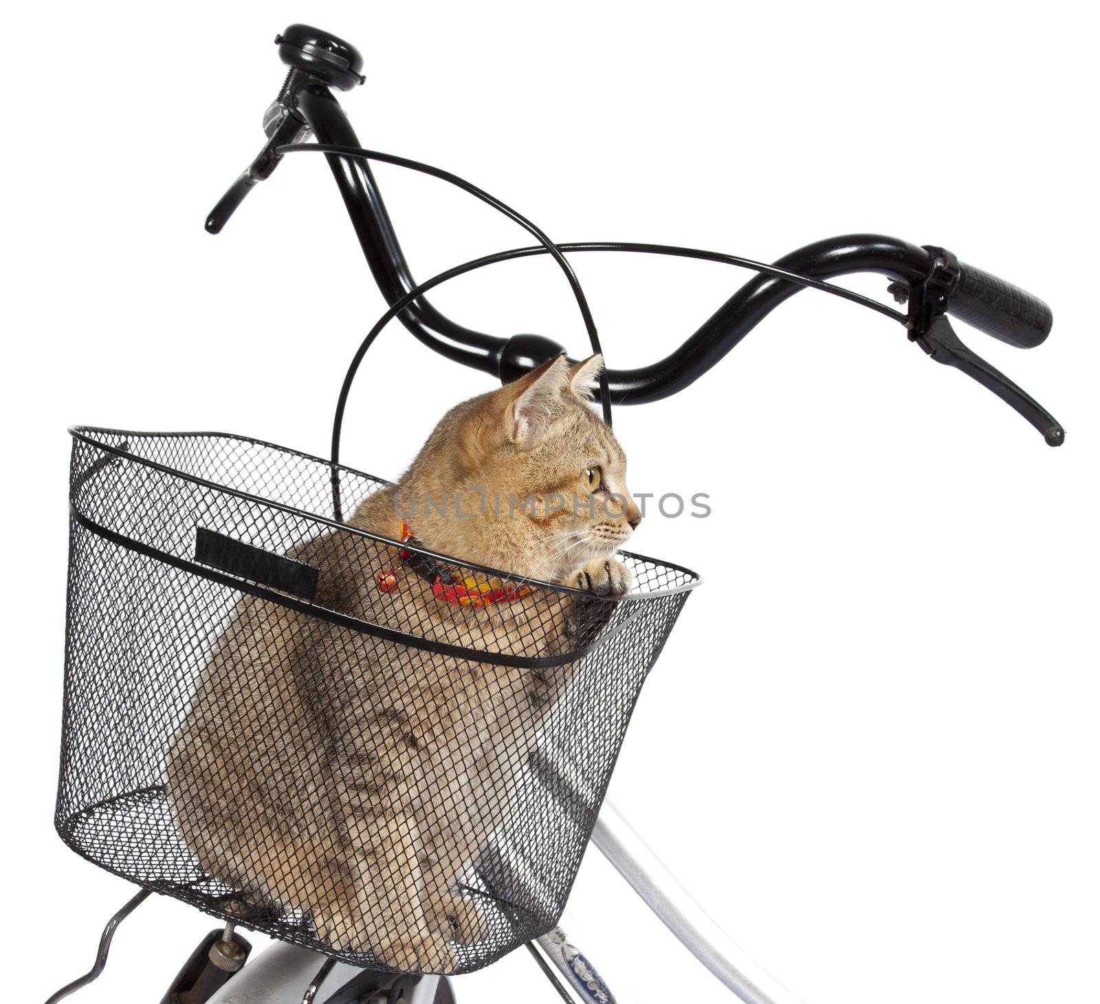 cat sitting in bicycle basket by tpfeller