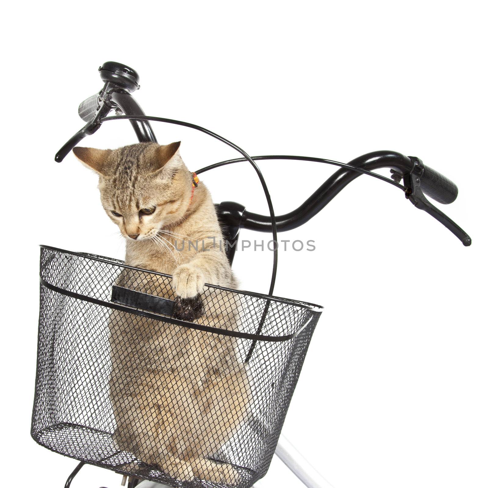 cat sitting in bicycle basket