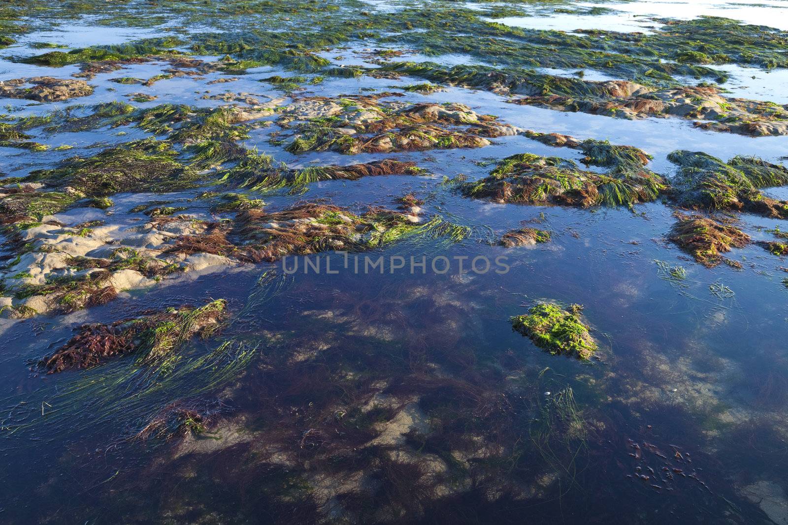 The sea shore by the low tide