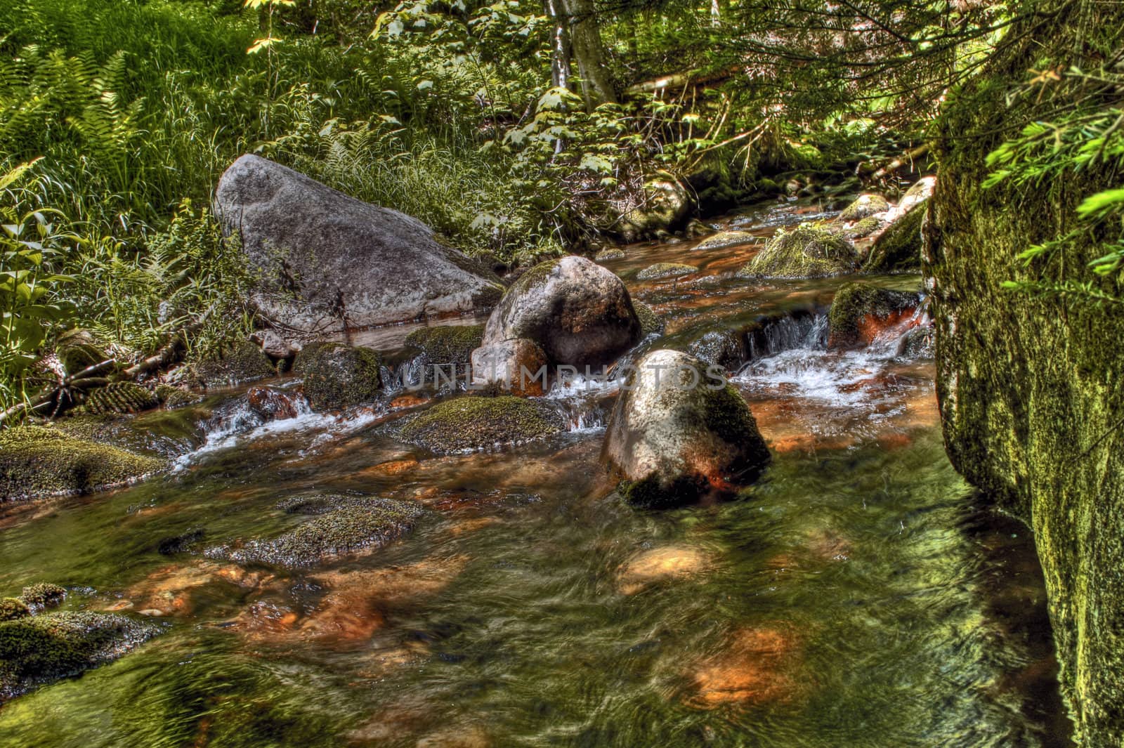 Creek flowing through a forest with rocks and moss
