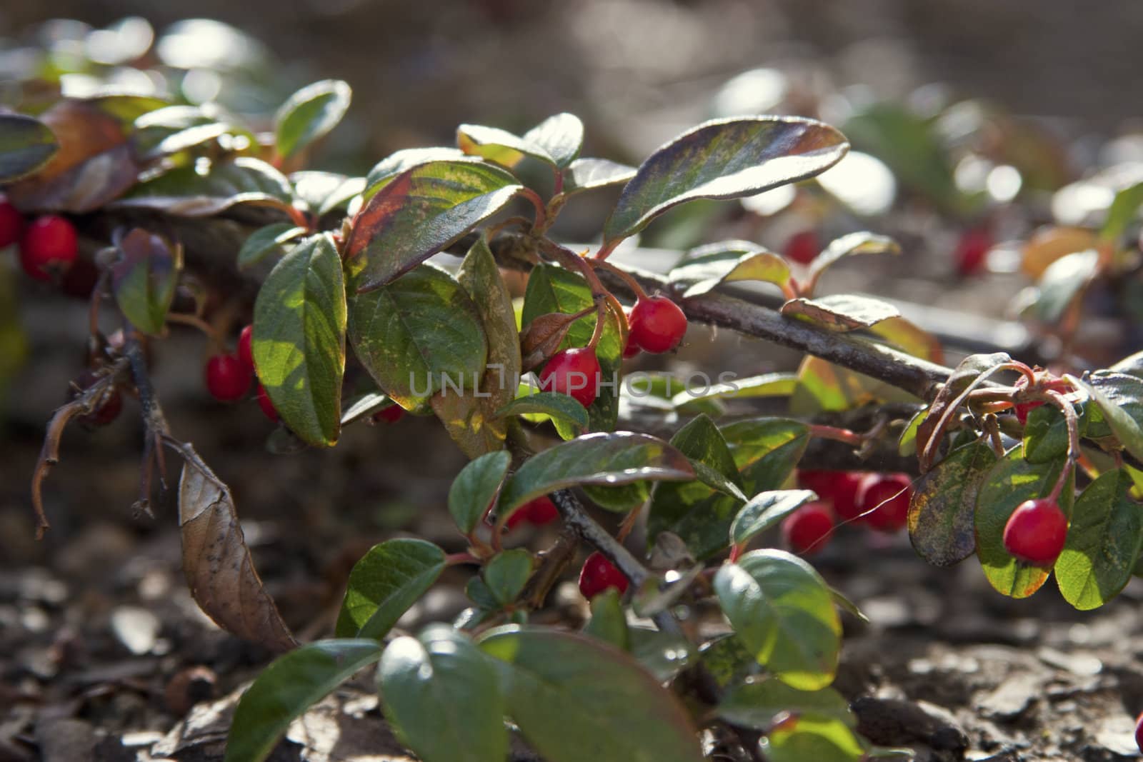 Red berries on a bush in a garden