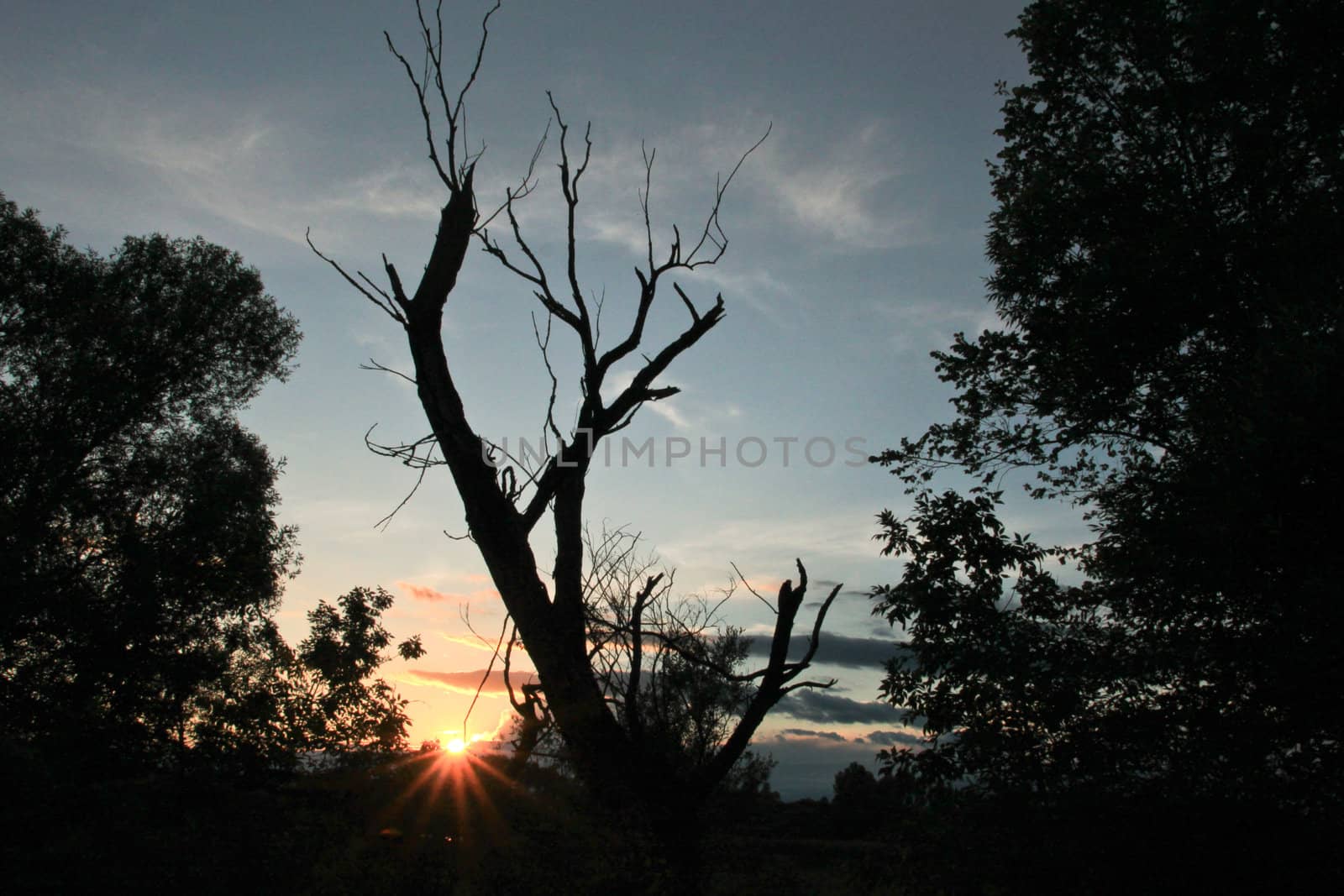 Dead tree by renegadewanderer