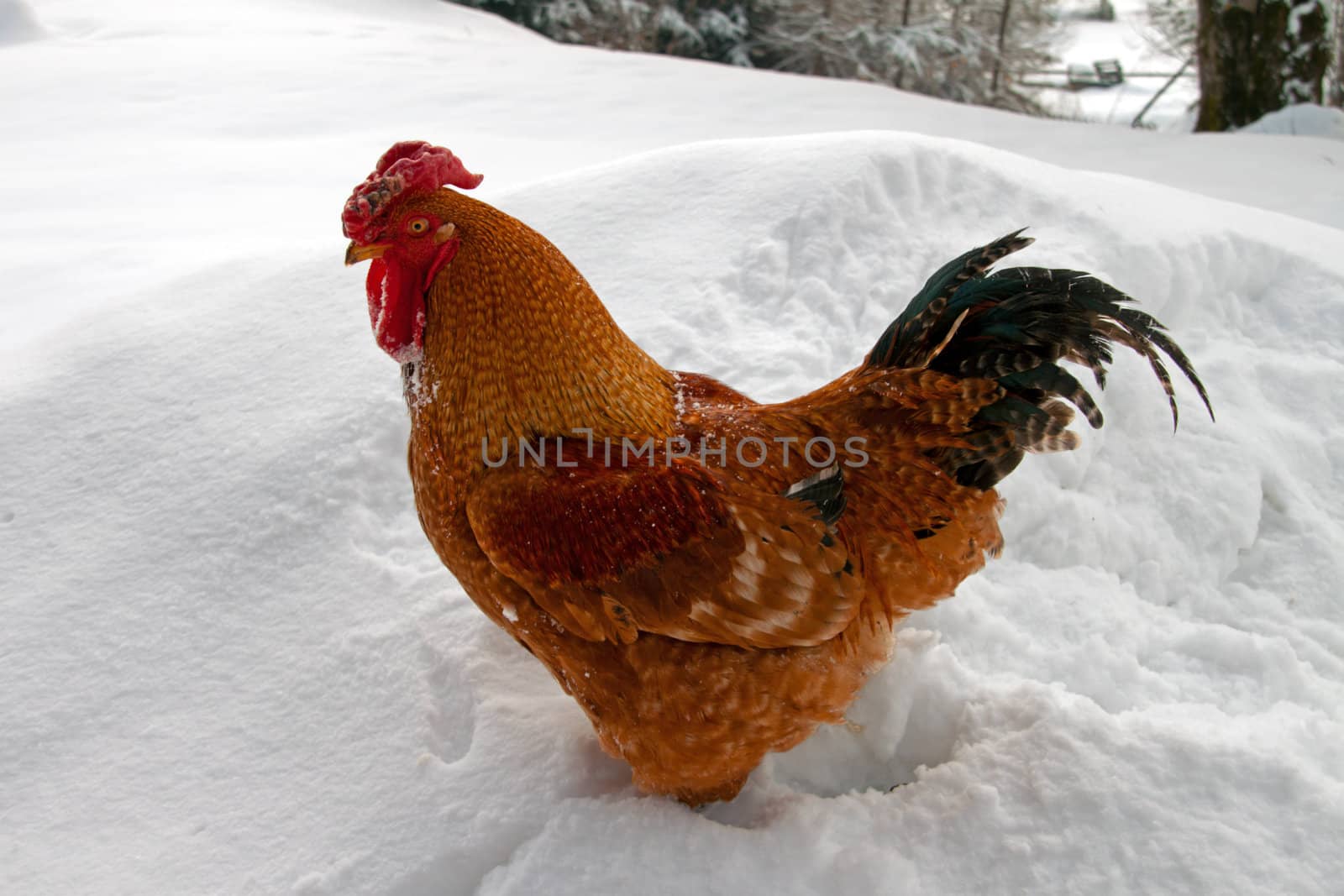 A rooster standing in the snow by renegadewanderer