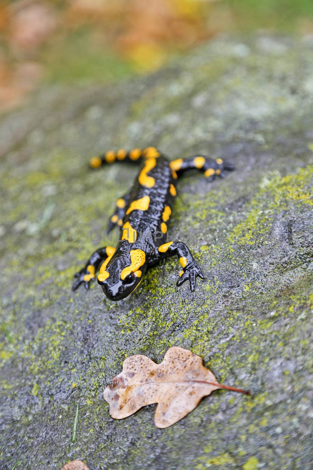 Fire salamander by renegadewanderer