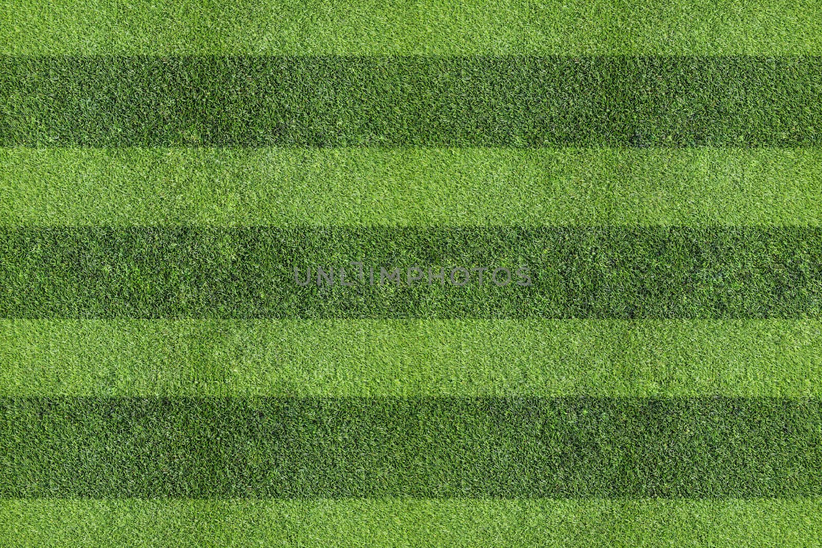 field of grass