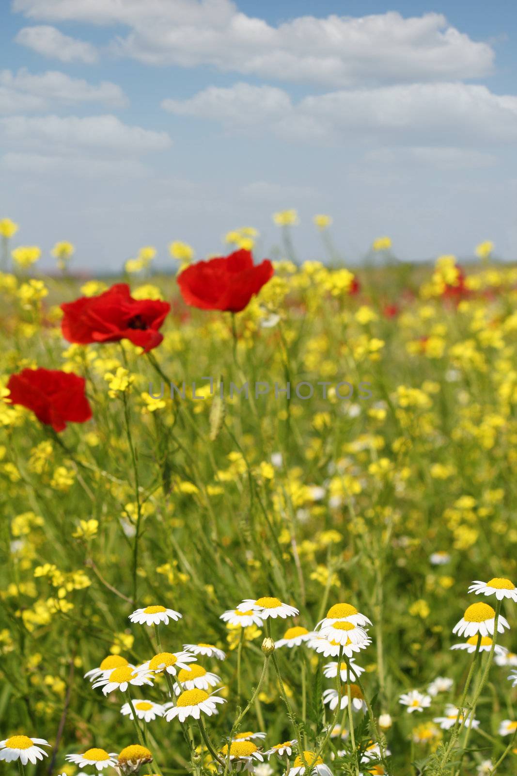 chamomile and poppy flowers meadow by goce