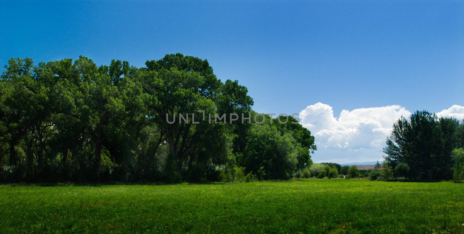 Blue sky, lush green field, and forest