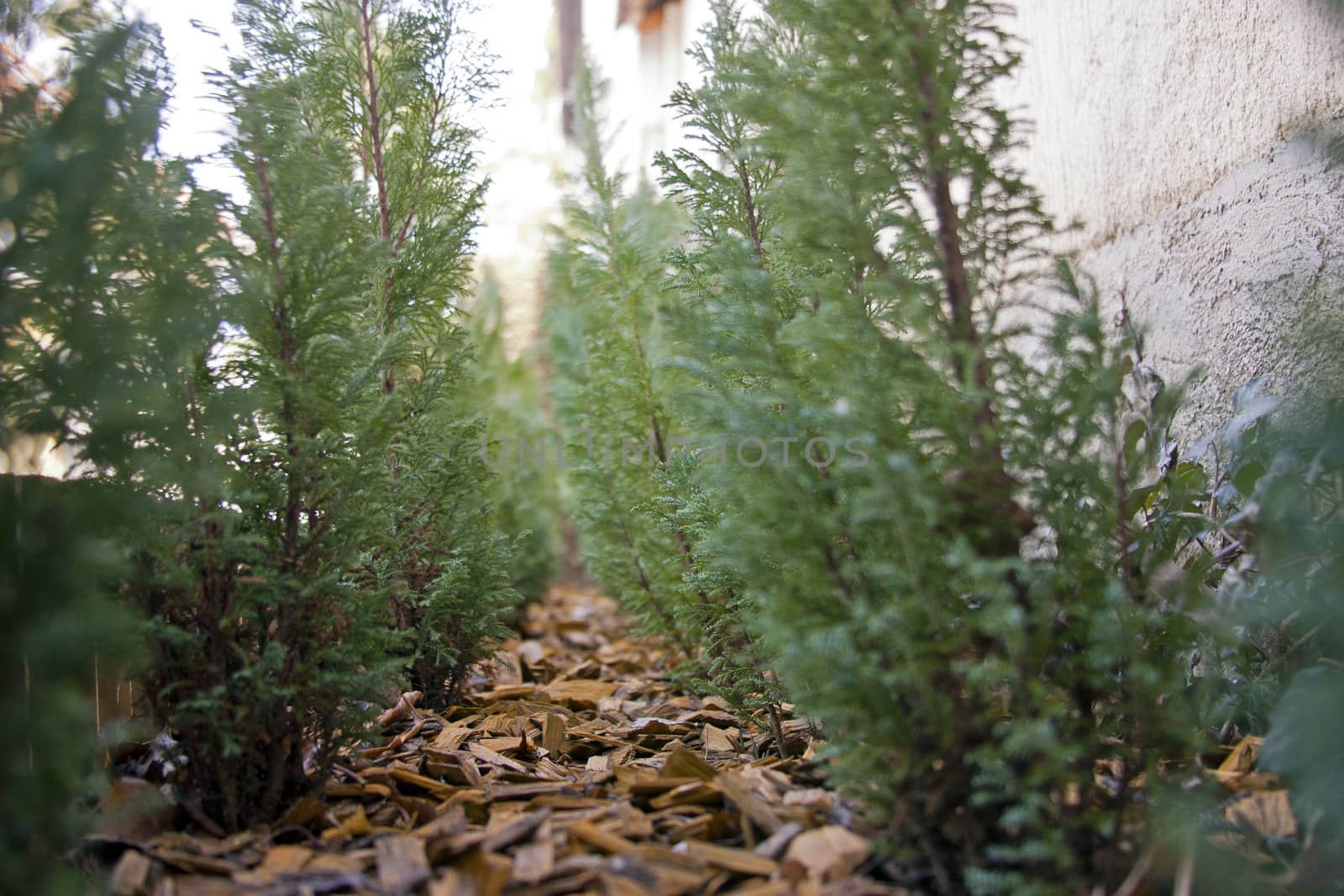 Arbor vitae sprouts side by side in a garden