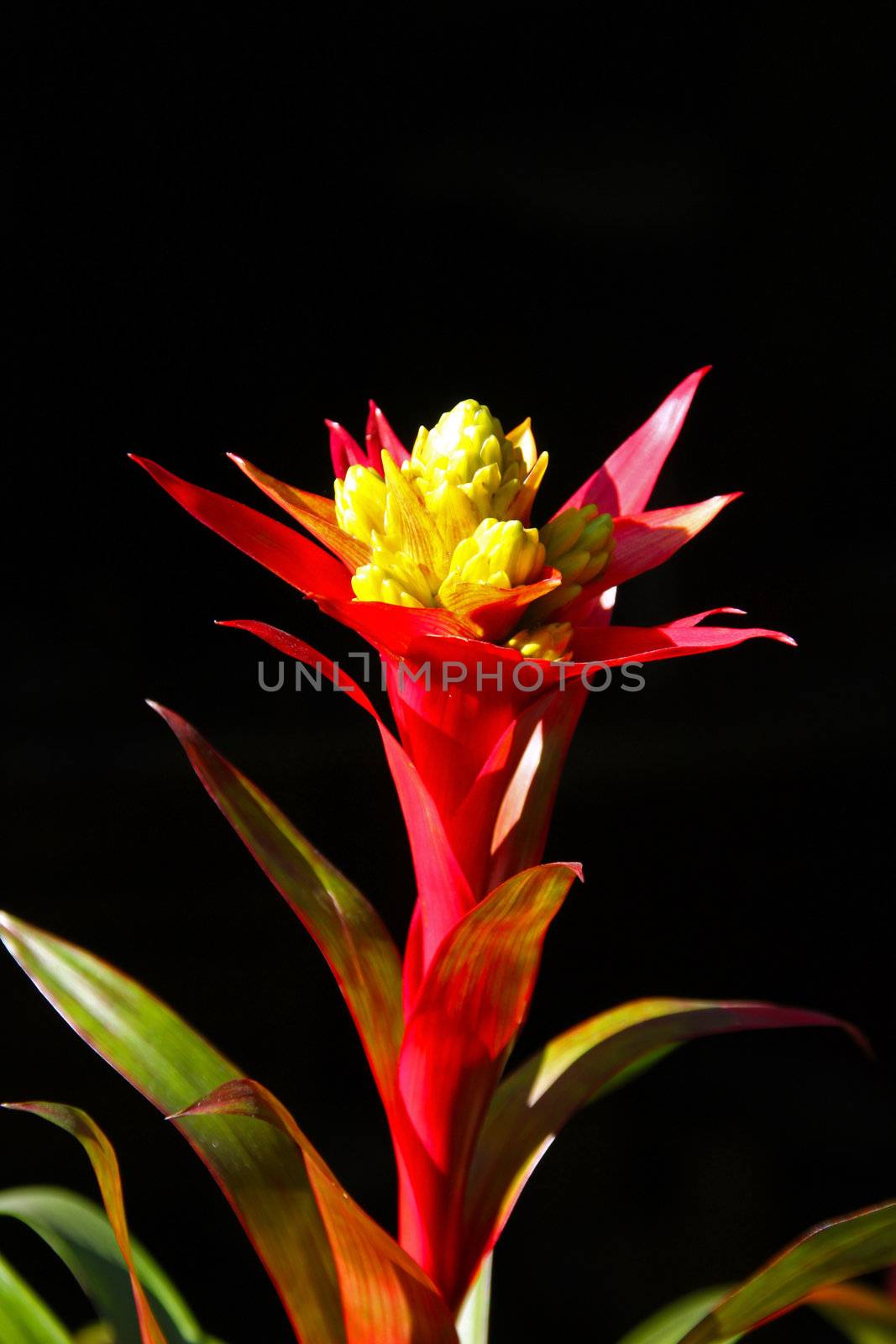 Exotic flower in red, green, yellow color, with black background