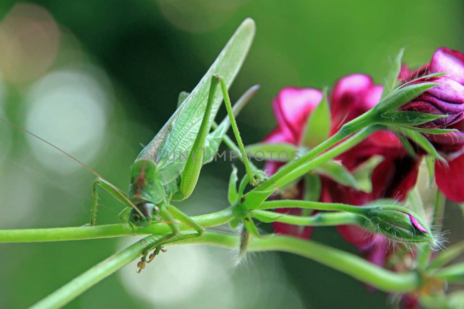 Grasshopper on a red flower