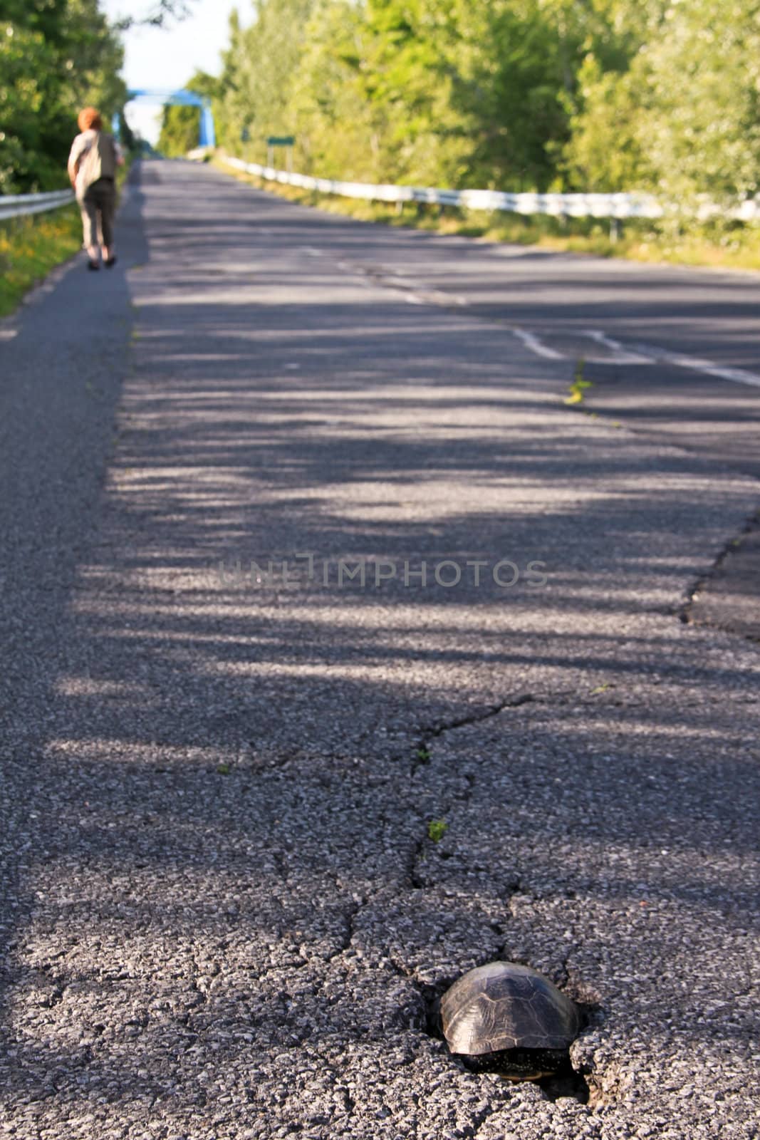 A turtle is hiding in the crack of the pavement