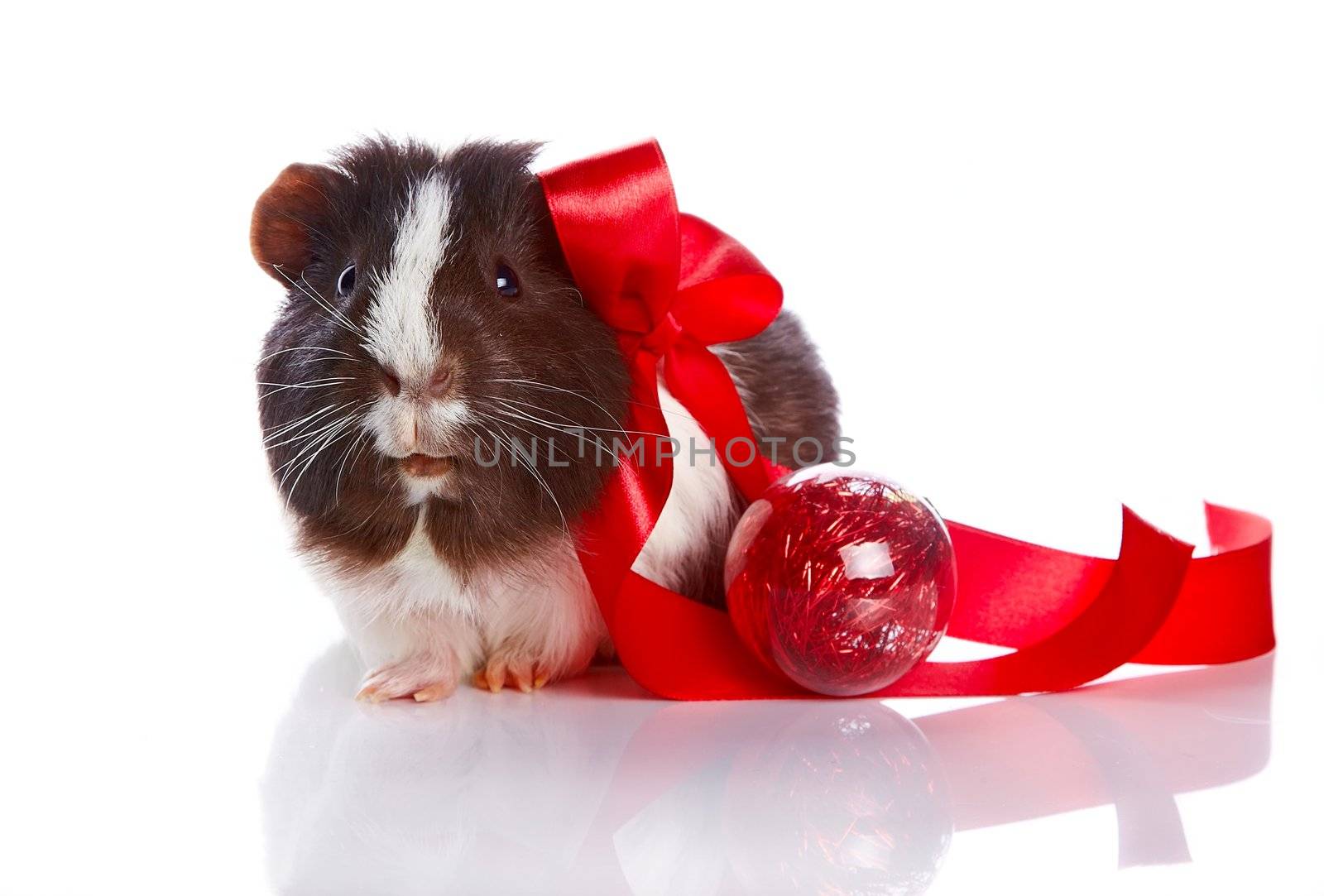 Guinea pig with a tape and a sphere on a white background