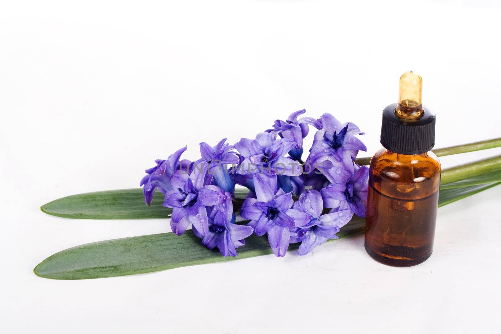 hyacinth  flower leaf sprigs with an aromatherapy essential oil dropper bottle, isolated over white background.