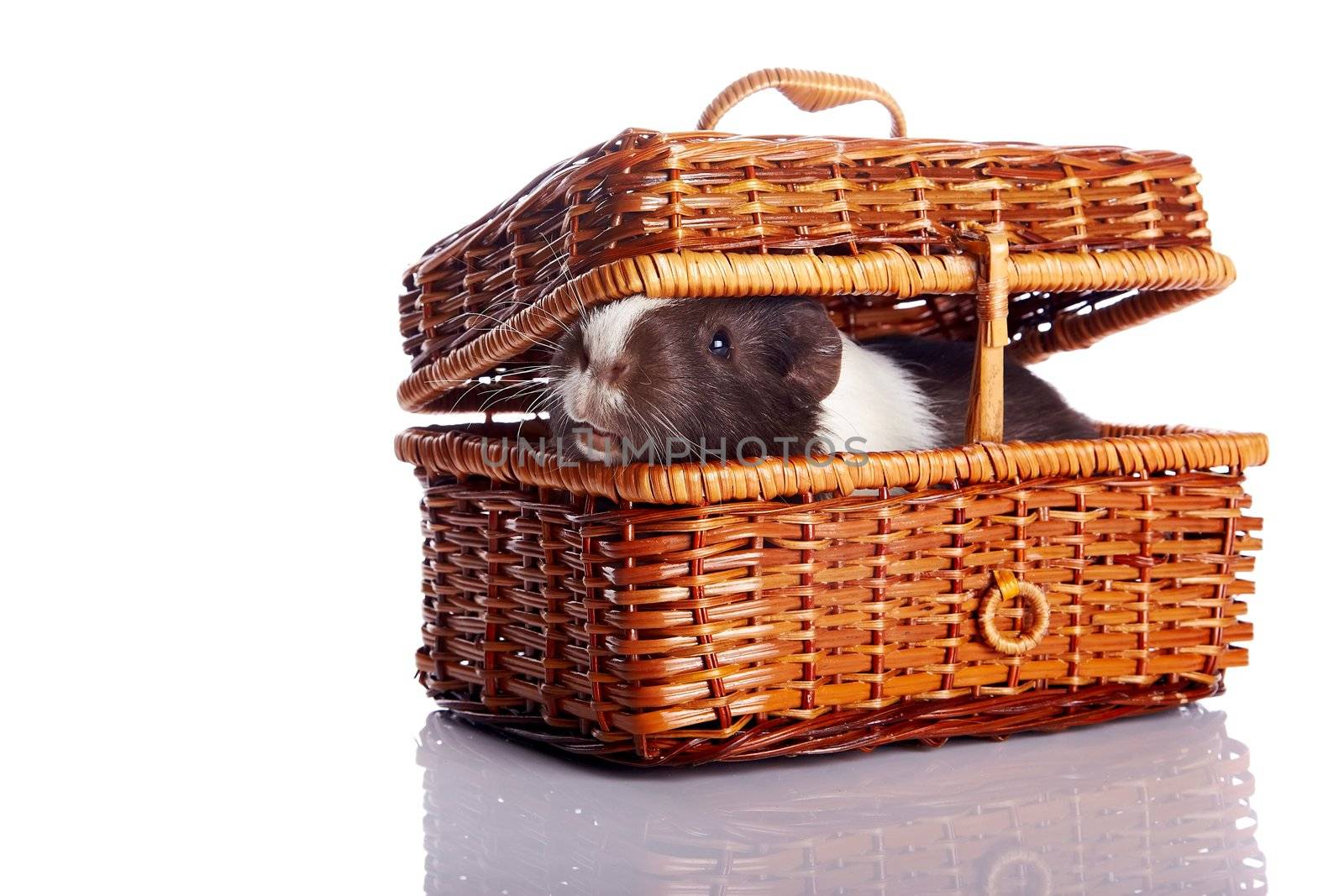Guinea pig in a wattled basket on a white background