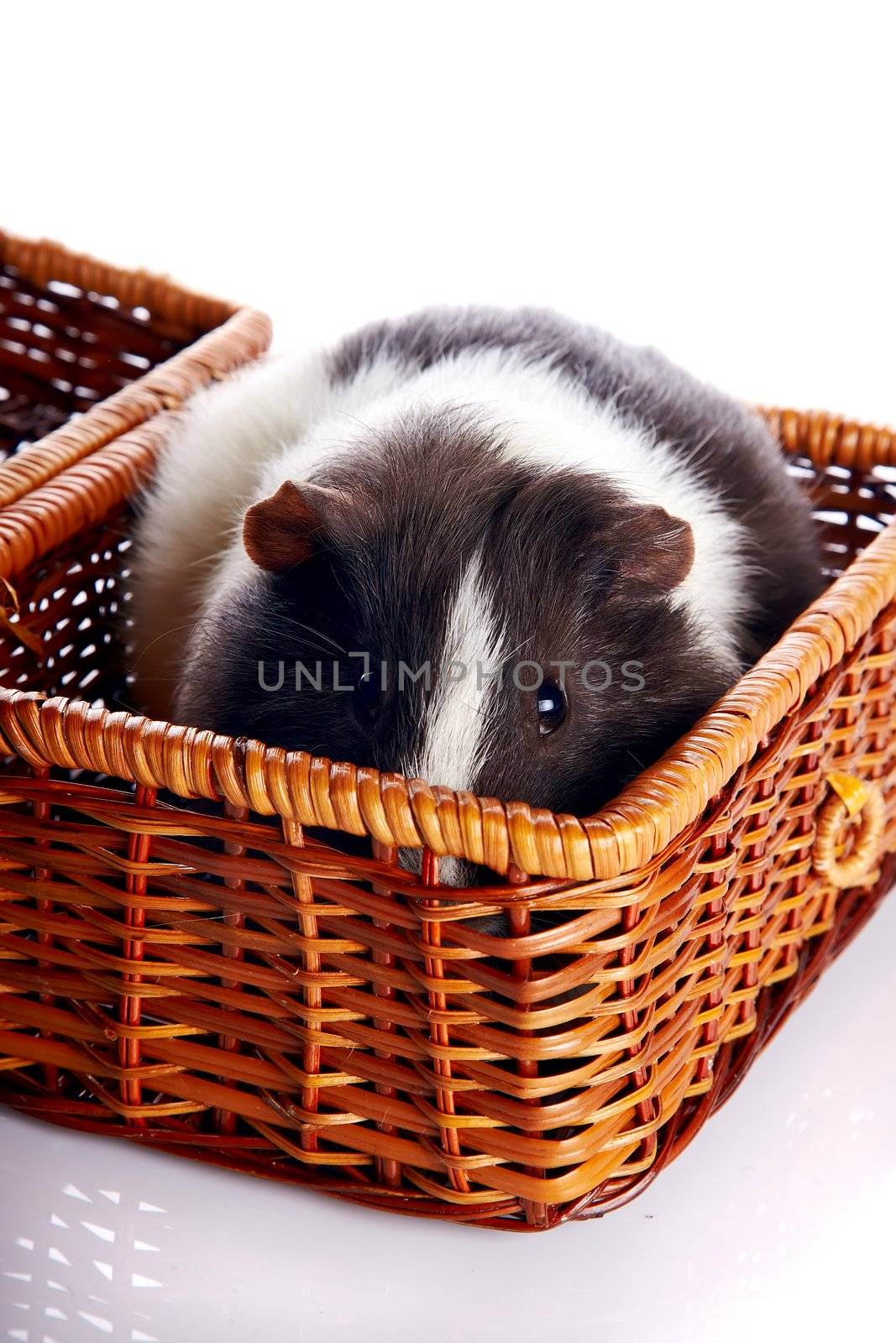 Guinea pig in a wattled basket on a white background
