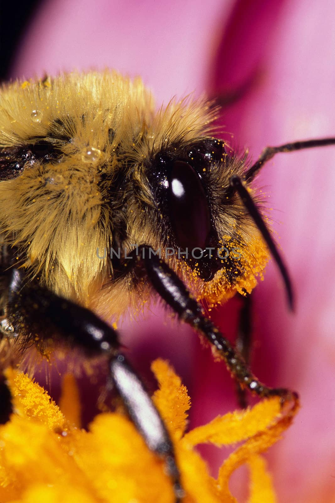 Extreme close-up of an American Bumblebee