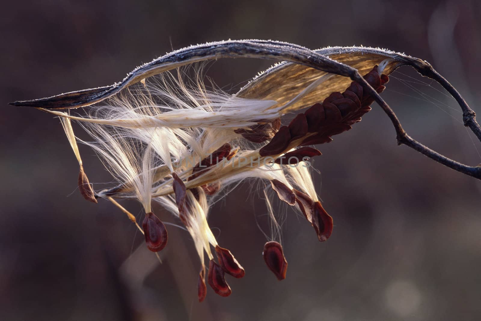 A milkweed seed pod with frost opening to release seeds