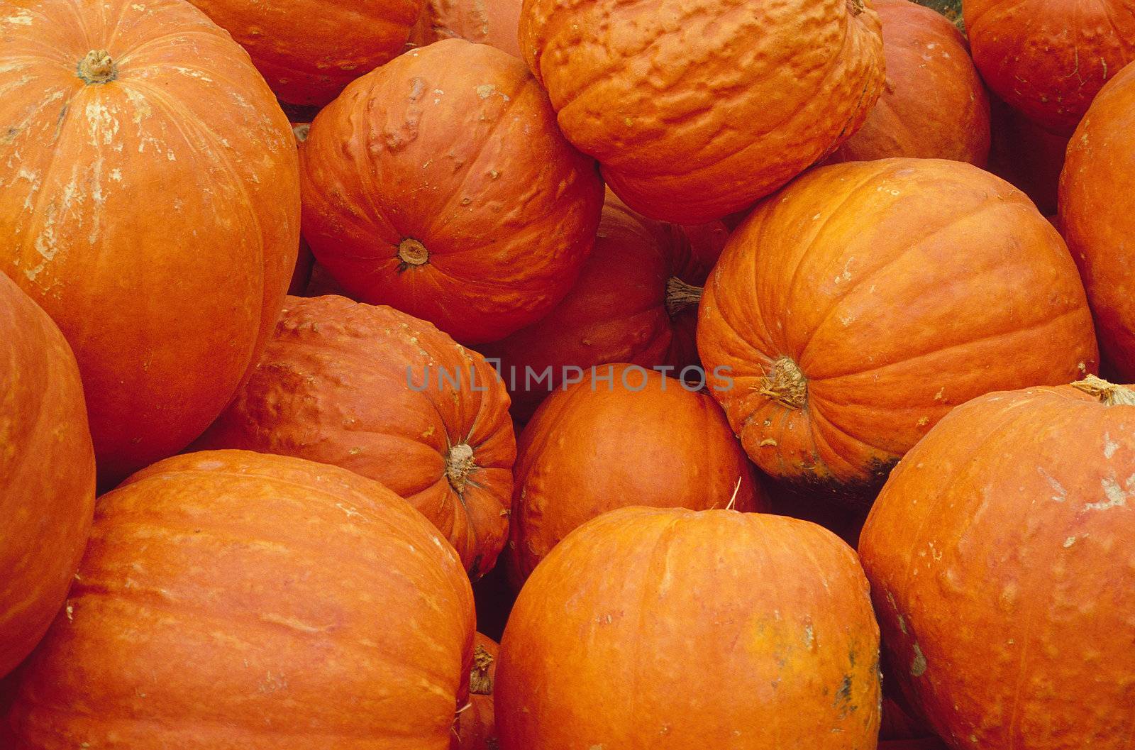 Collection of bright orange pumpkins