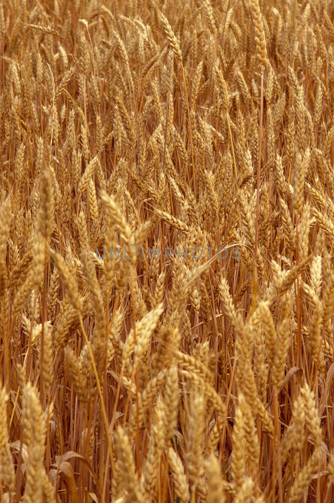 Tight shot of a wheat field