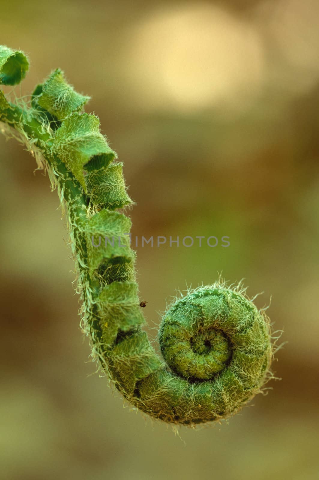 A single fern fiddlehead close-up