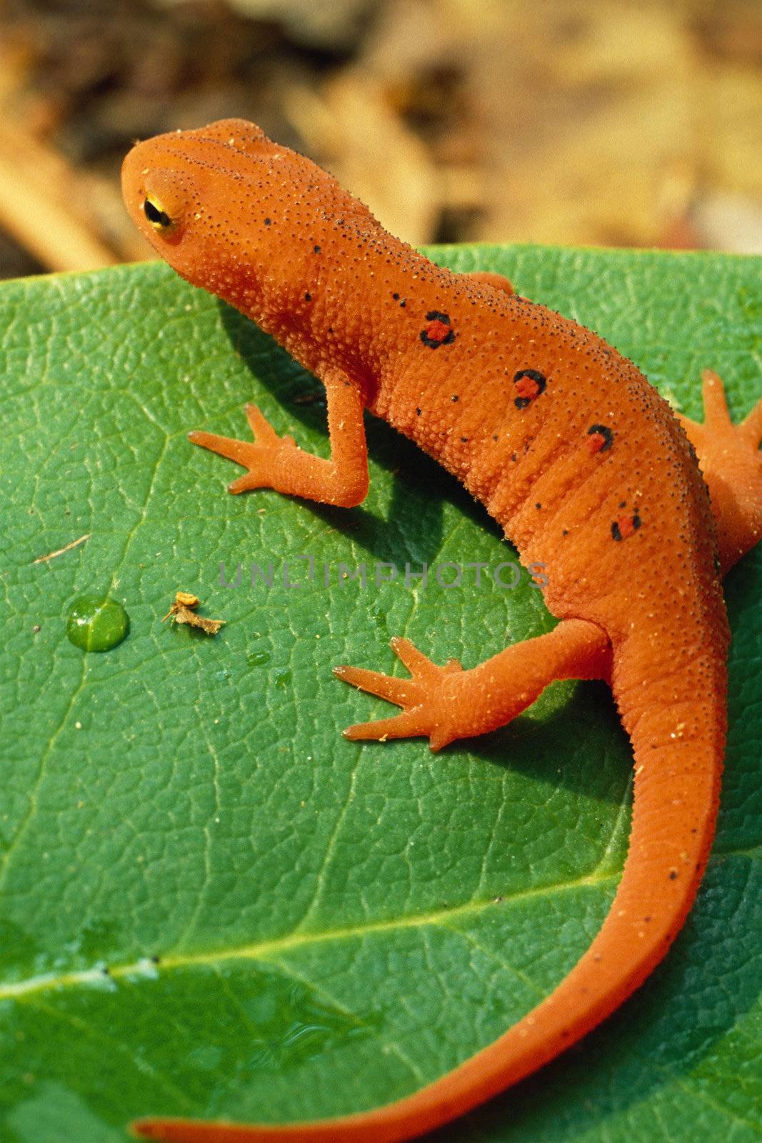 Red Spotted Newt, or Eastern Newt, on Green Leaf