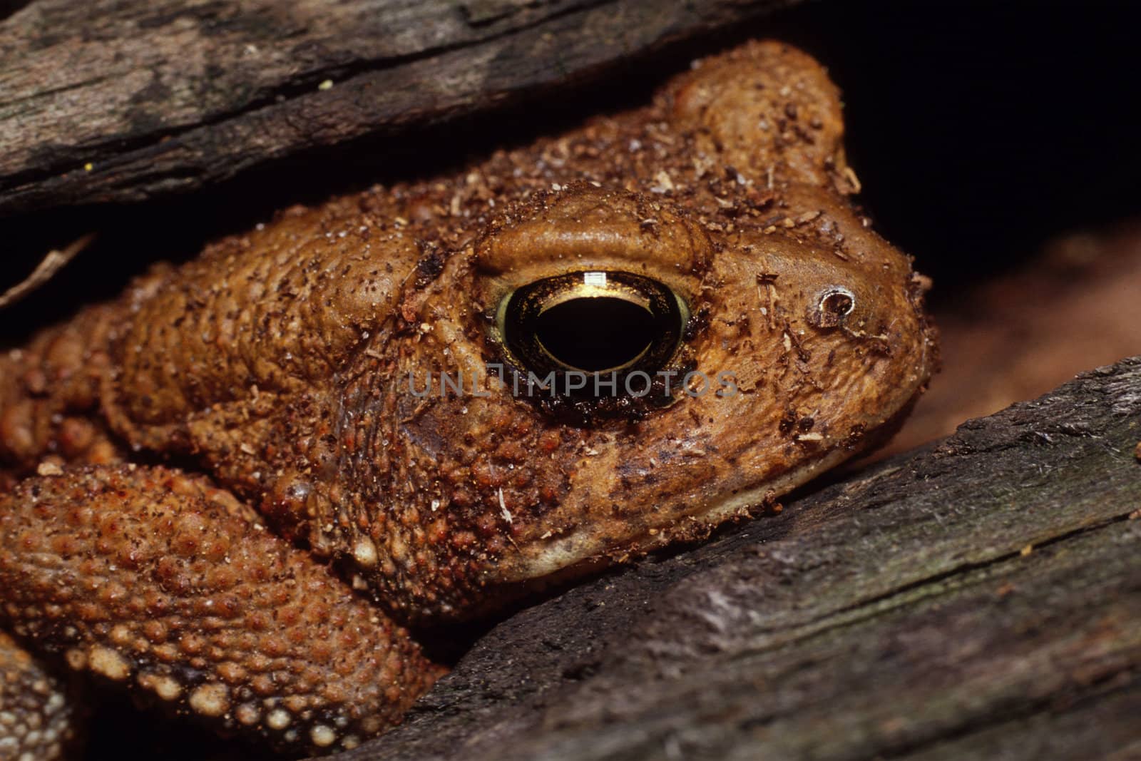 An American Toad (Bufo americanus) peeking out from beneath a log