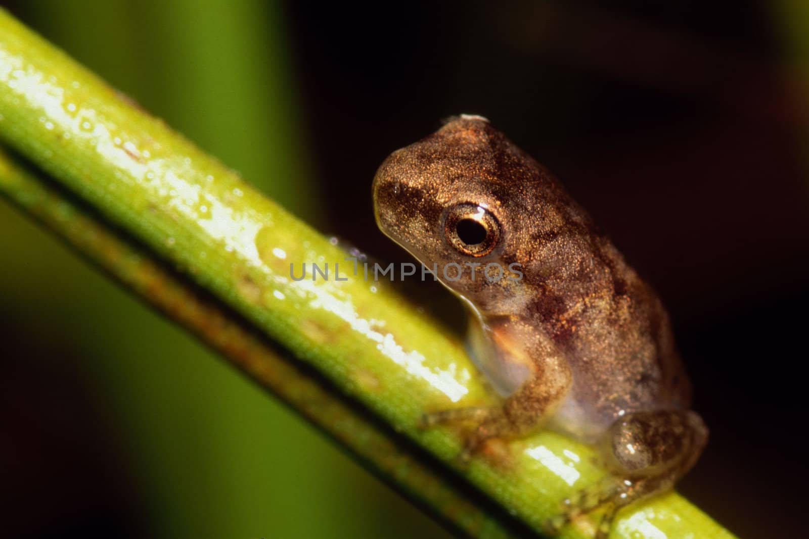 Tiny tree frog sitting on a grass stem
