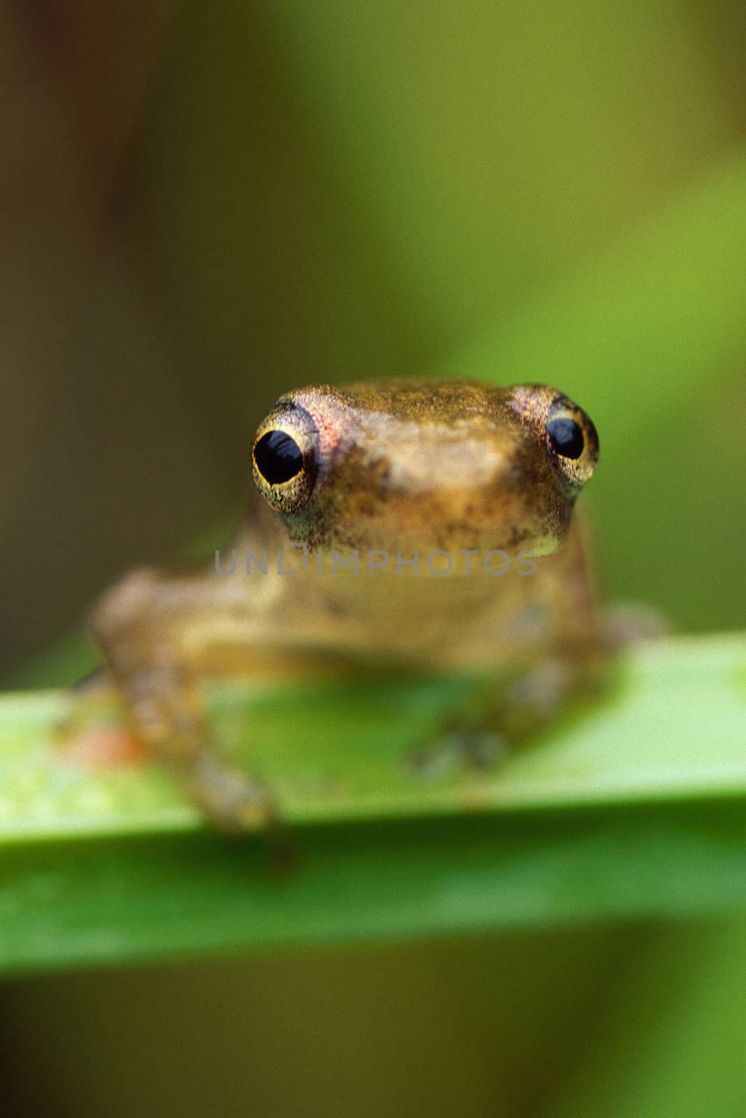 Tiny tree frog on grass stem looking directly into camera