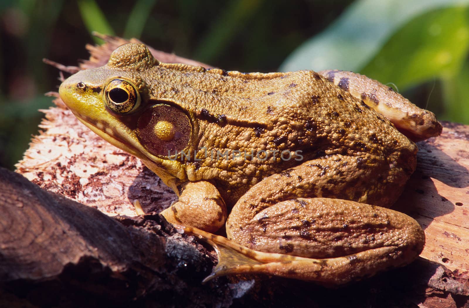 Portrait of an eastern frog resting on a log