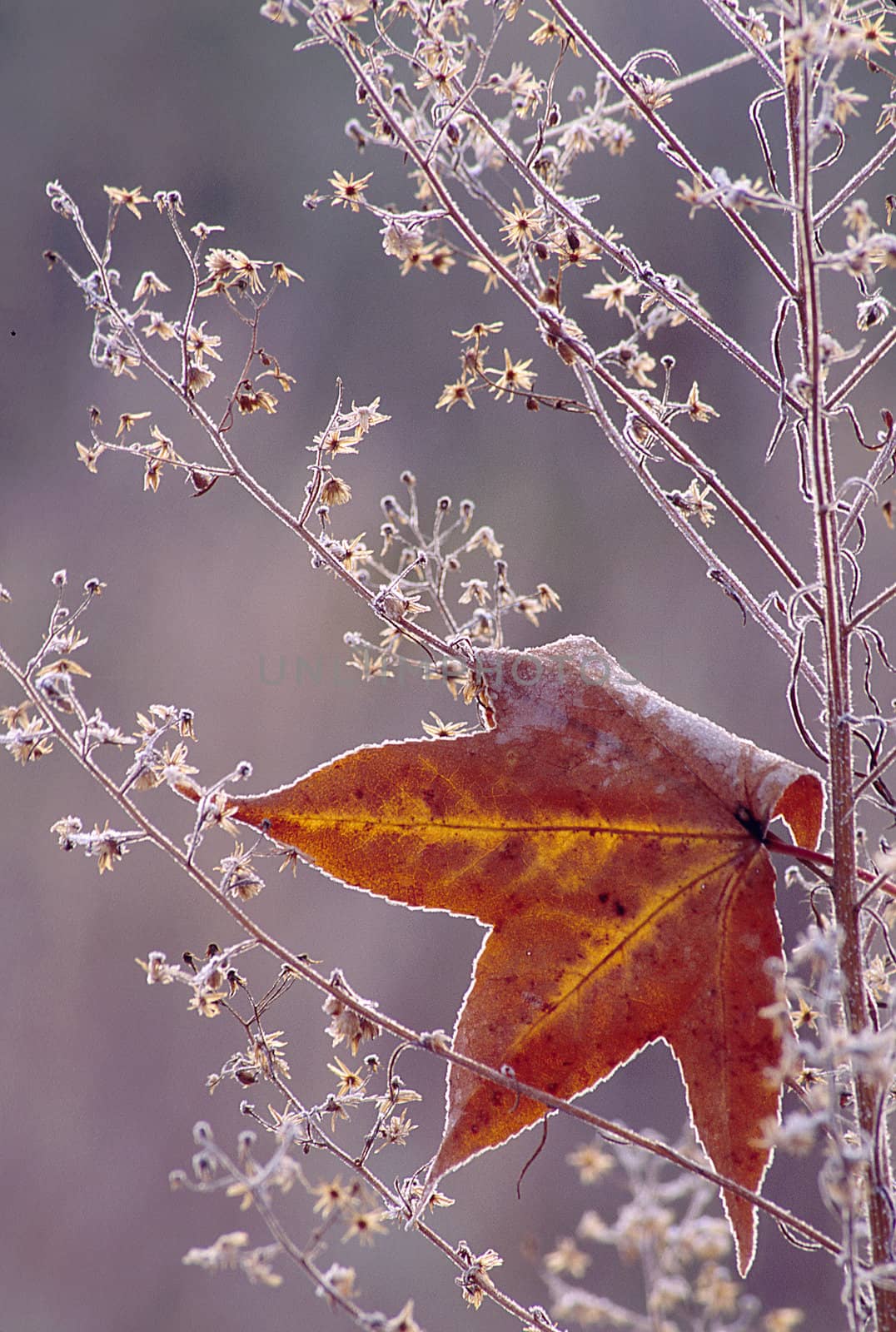 Sweetgum leaf rimmed in frost caught in a frosty weed