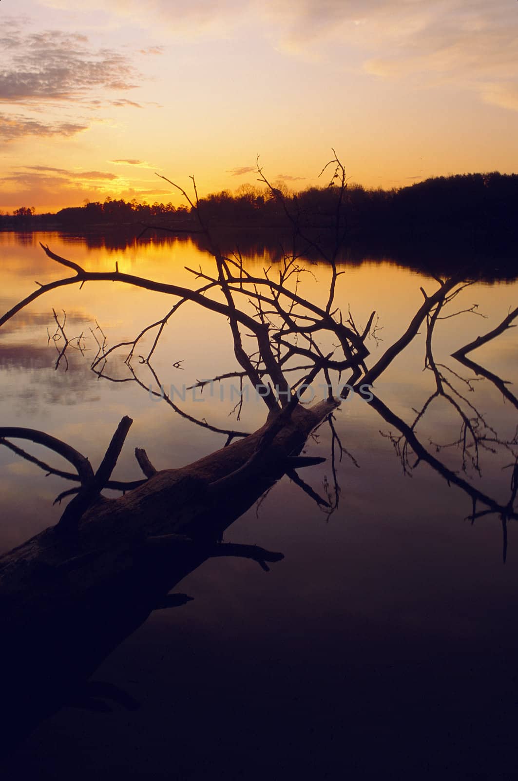 Sunset over lake with fallen tree