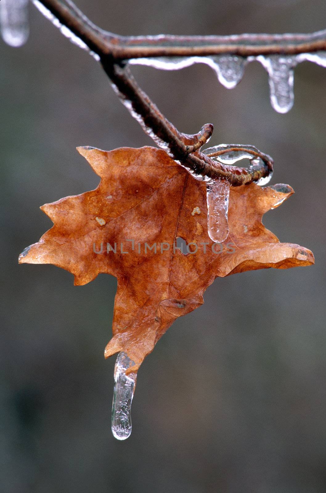 A single Maple leaf on a branch covered with ice with an icicle