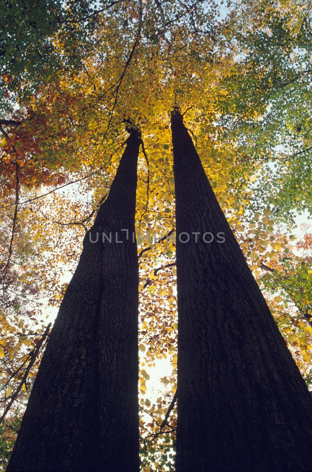 A pair of trees in fall color, taken from below looking up