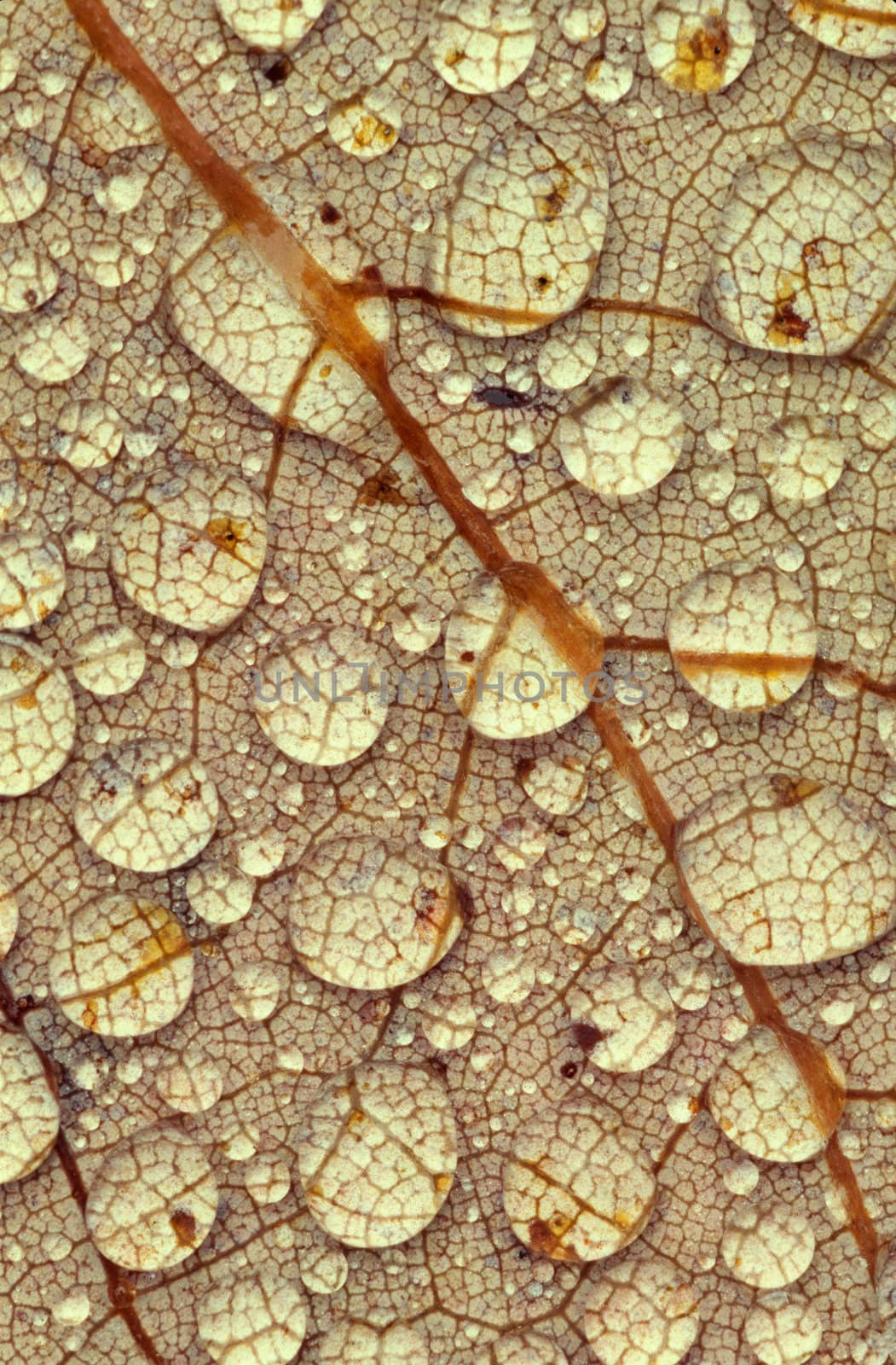 Close-up of a leaf covered in water droplets
