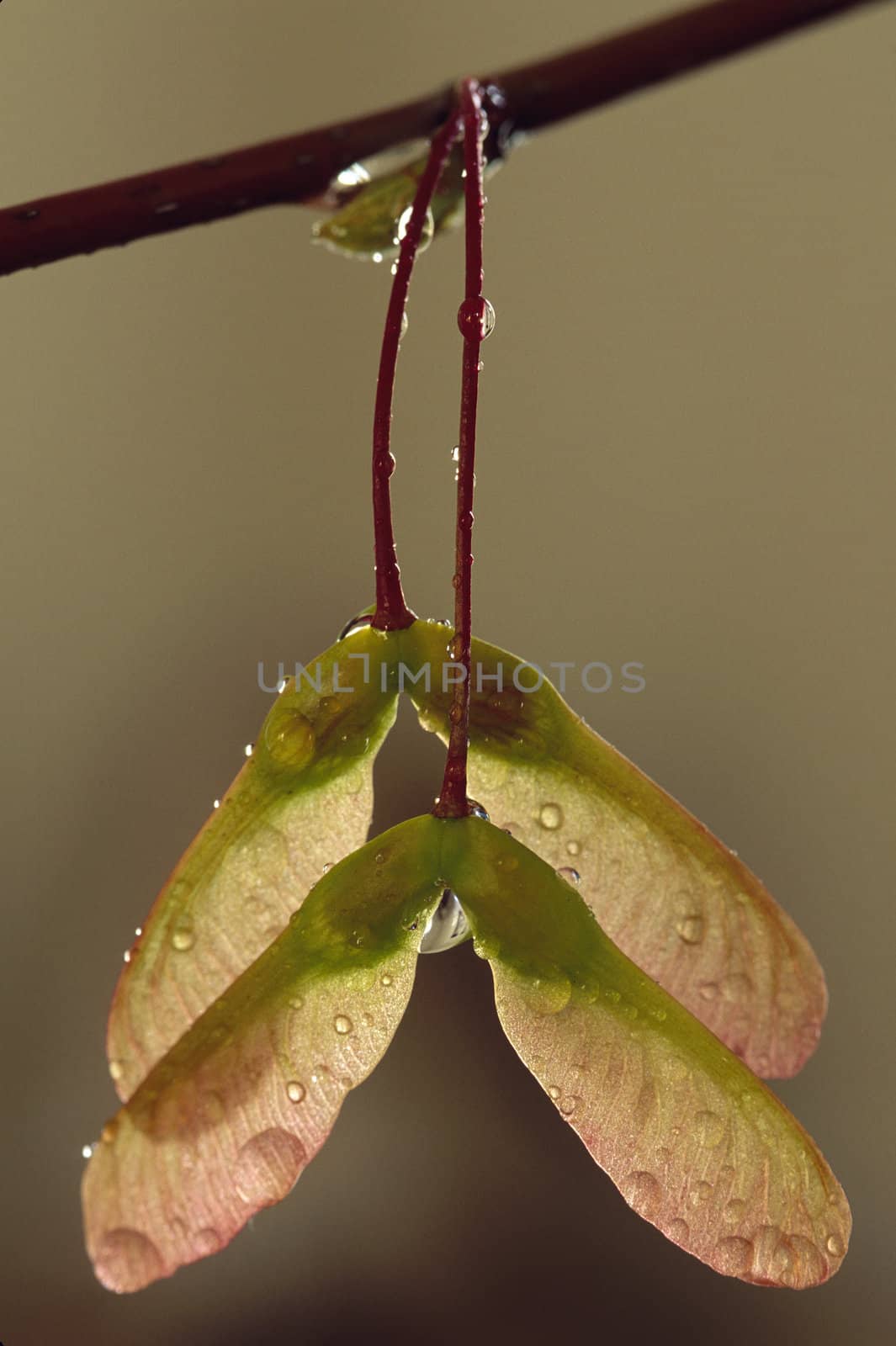 A pair of Maple seed pods on branch with water droplets