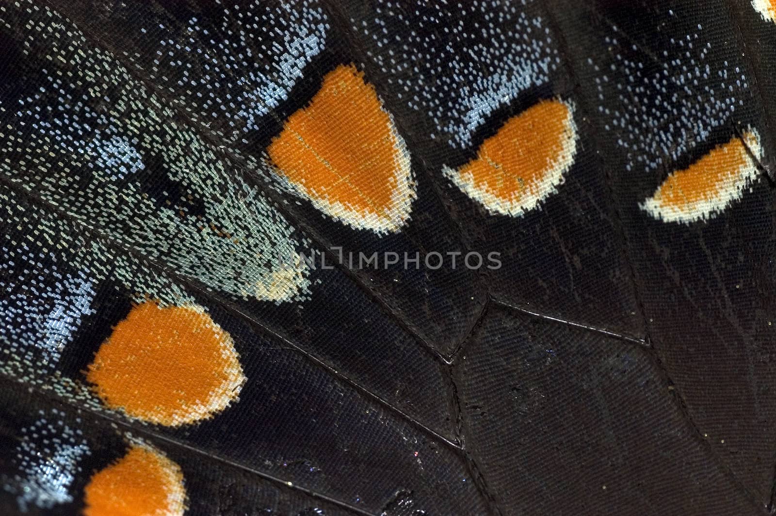 Close-up shot of details of a Tiger Swallowtail Butterfly