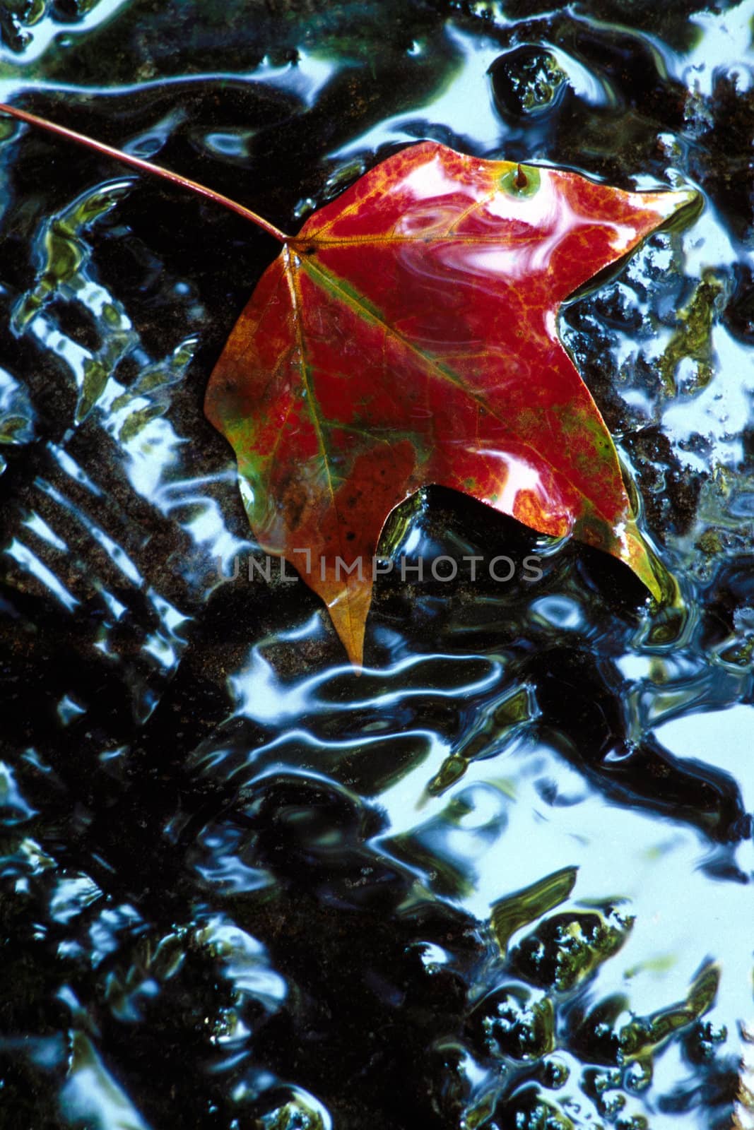 A Sweetgum leaf on a shiny, wet rock