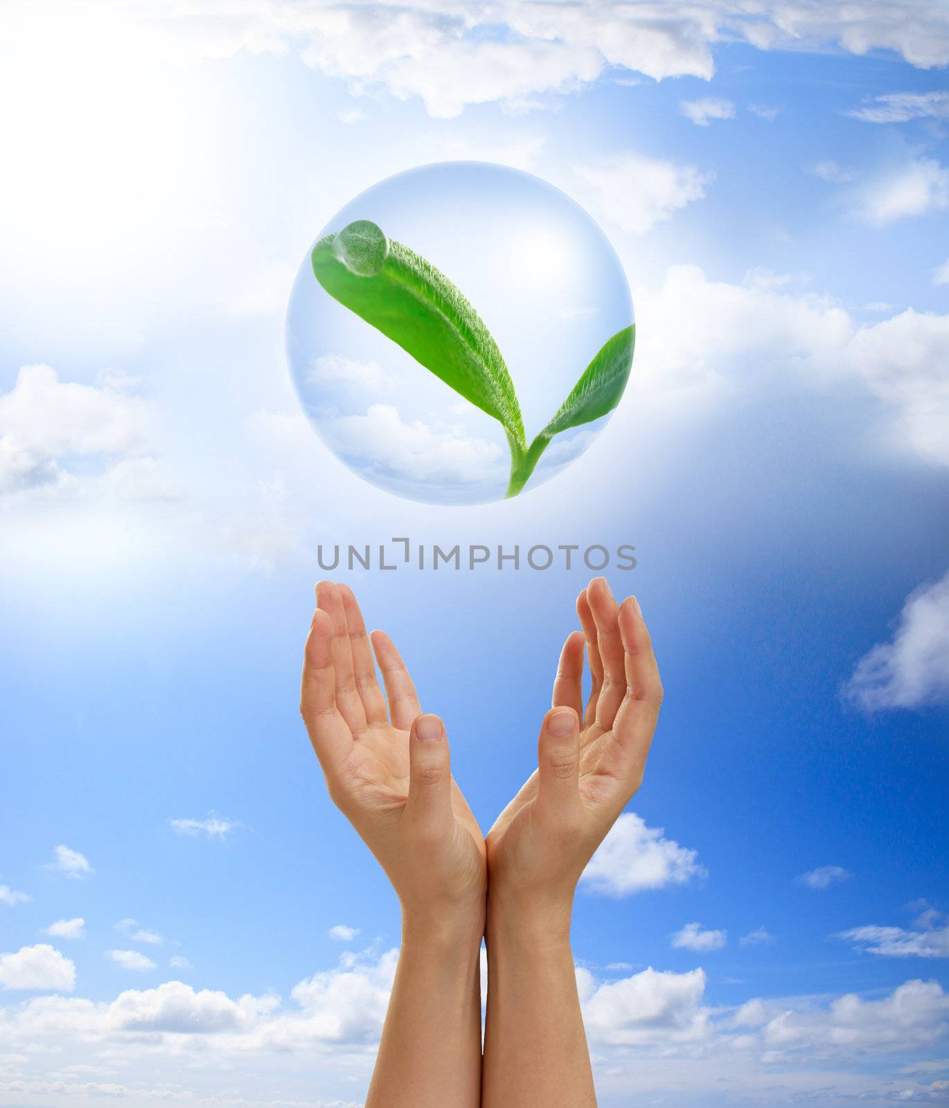 Hands holding young plant in a bubble by melpomene