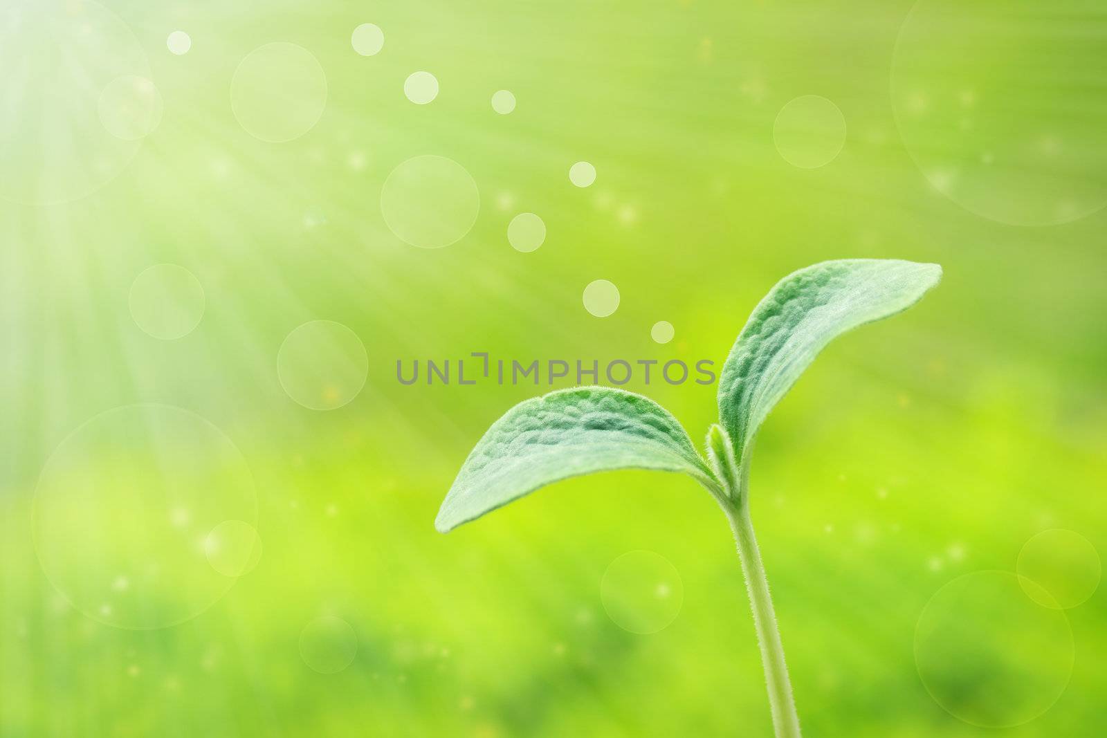 Young plant over shiny spring green background