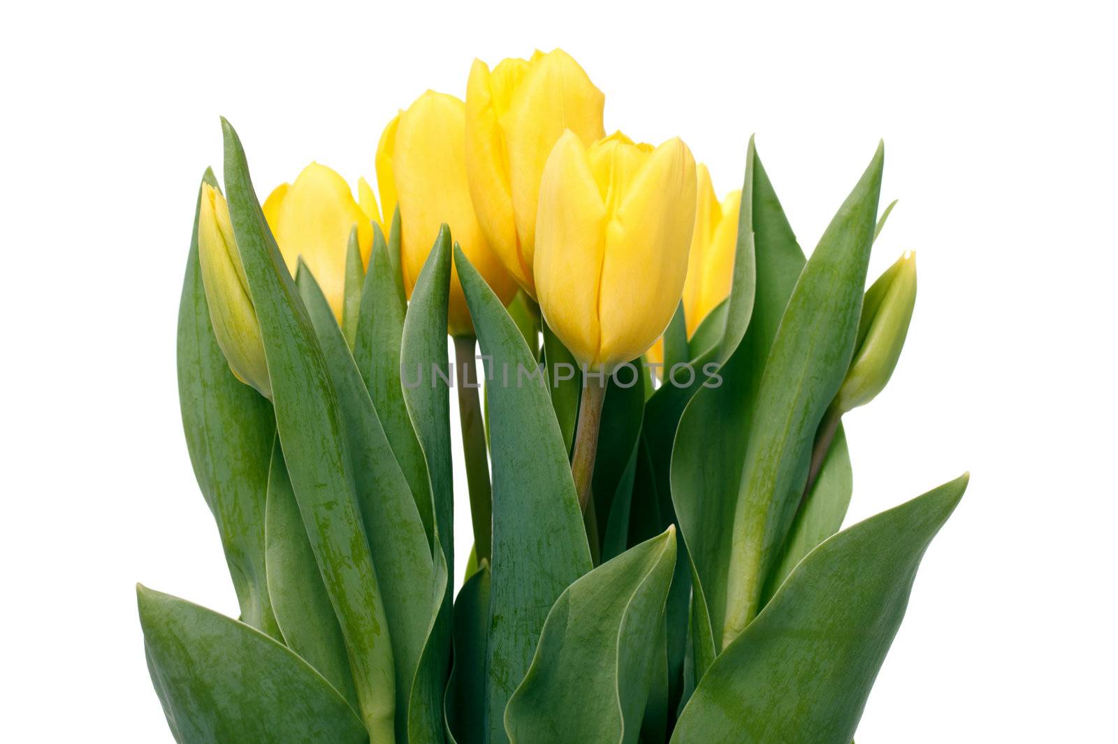 Yellow tulips isolated on white background