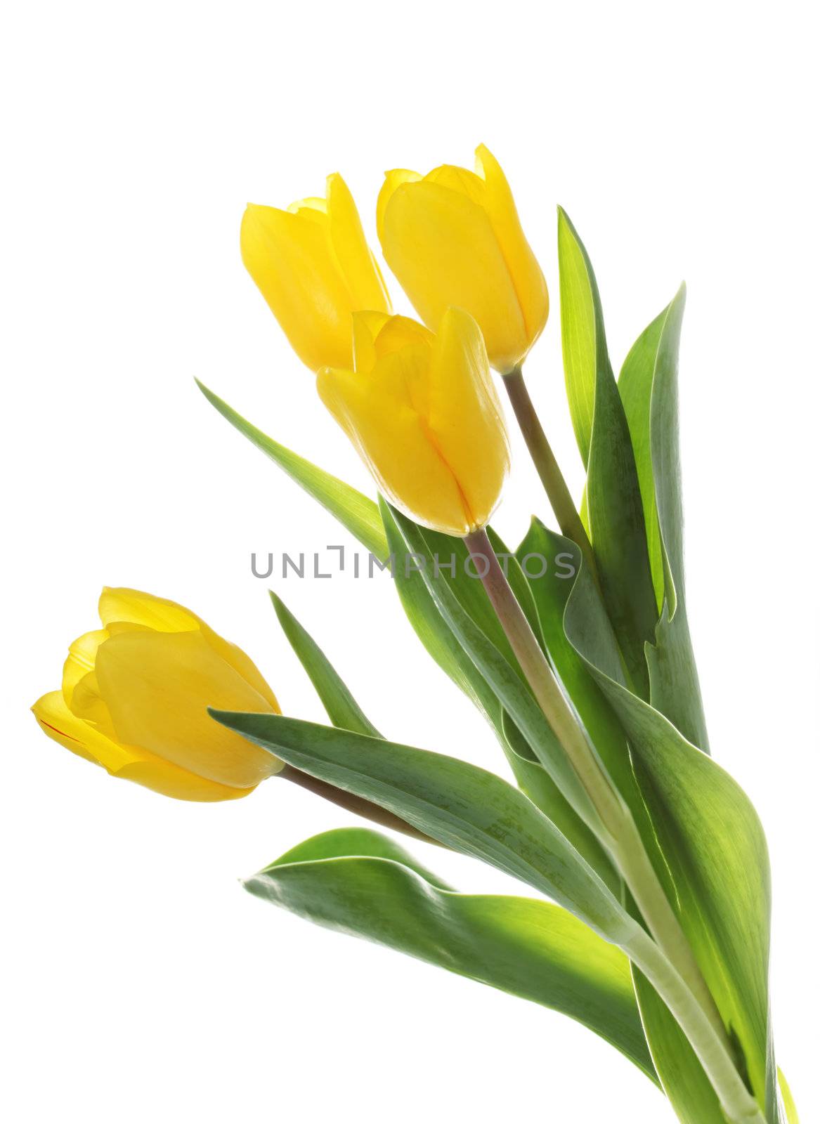 Yellow tulips isolated on white background